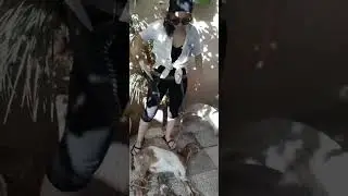 Animal slaughter A woman beheading a goats.ذبح الحيوانات: امرأة تقطع رأس ماعز. زن قصاب و سلاخ 