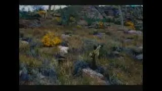 Sonoran Desert: Fragile Land of Extremes