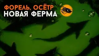 Форель, Осётр и Новая Ферма | Рыба в УЗВ