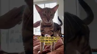 This cat wishes you more smiles  … #funnycats #catlover #catholic