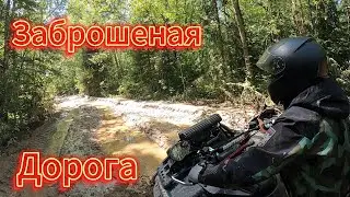 Заброшенная дорога | Лесная лесовозка