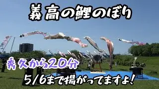 20 minutes from Hidehisa, I went to the carp streamer event, which will be held until the 6th! 