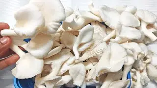Health Benefits of Oyster Mushroom | Are Oyster Mushrooms Good for You? Nutritional Benefits & Uses