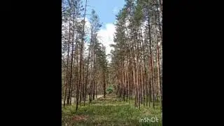Поездка по лесам в мае 2022 года от Тверской  до Калужской области.