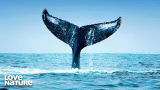 Humpback Whales Protect Calves from Killers | Wild California 106
