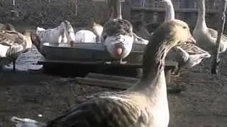 у молодой гусыни выпал яйцевод