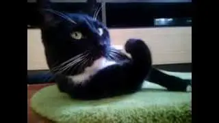 ZTE Blade III Pro - Camera test