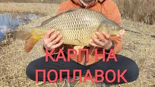 Майский КАРП греется на мели!  Ловля карпа в мае.