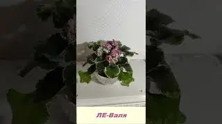 Пестролистная фиалка ЛЕ Валя #фиалки  #plants #цветы
