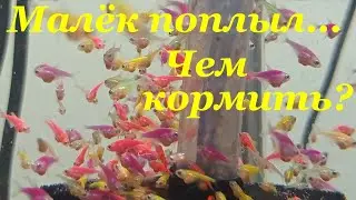 Корм для малька тернеции с первых дней Чем правильно кормить