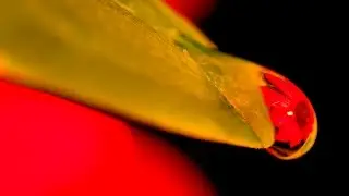 MACRO PHOTOGRAPHY TIPS AND TRICKS - Refracted Flower In Water Droplet