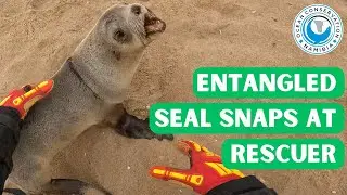 Entangled Seal Snaps at Rescuer