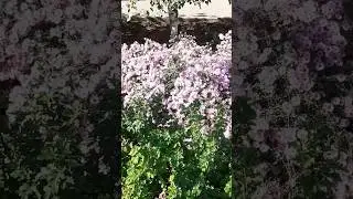 Южная осень.