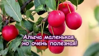 АЛЫЧА - маленькая, но очень полезная!