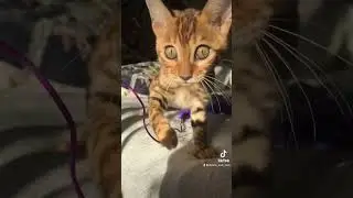 Now i want another kitten😅 #cats #catsofyoutube #bengalcat