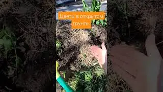 Как правильно высадить рассаду цветов. 