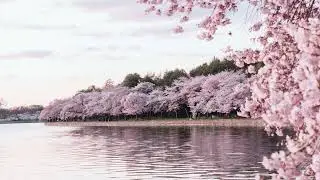 aru. - cherryw4lk