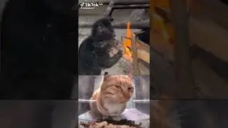 #funny #memes #cat