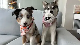Meet our new addition! | Spooky Unboxing from @andmuttsco !!