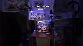 Reef Tank (10 GALLONS OF FUN! ) #reeftank #nanoreeftank
