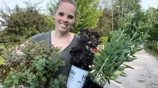 Planting Sedums! Very Drought Tolerant Perennials! | Simply Bloom