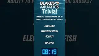 Blakes Aquatics Trivia 3 