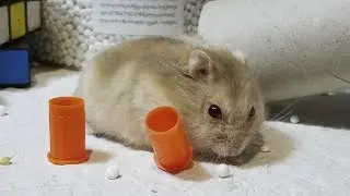 ПРОГУЛКА ХОМЯКА / ИГРОВАЯ ПЛОЩАДКА ДЛЯ ХОМЯКА /Hamster Playground
