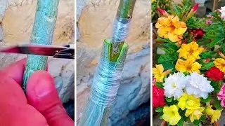 How To Simple Grafting On Adenium Plant | Desert Rose