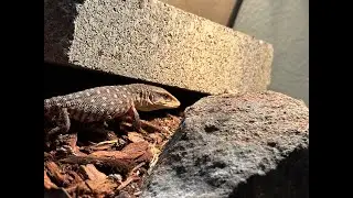 NEW SAVANNAH MONITOR FROM UNDERGROUND REPTILES!!!!