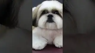 Shih Tzu Haircuts | Shih Tzu Tutorial