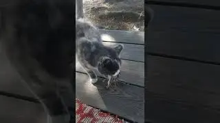 Кошка на работе поймала... 