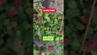 ఈ ప్లాంట్ పేరు ఏంటో తెలుసా? #shorts #gardening #tips #plants