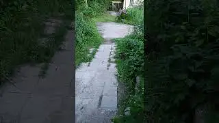 Проснулись котята и начали играть #котики