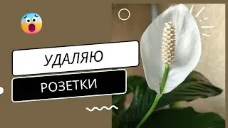 Спатифиллум, Маленькие Розетки Отделяю от Большого Растения