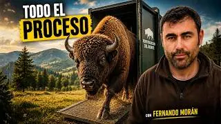 RESURRECTING A GIANT: This is how the EUROPEAN BISON is REINTRODUCED