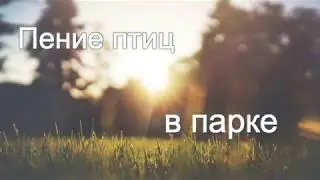 Пение птиц в парке
