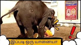 அருகில் வர நினைத்தால் அவ்வளவுதான் 😱 | பாகனை பாதுகாக்கும் யானையின் அன்பு ❤