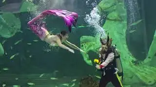대전 신세계 아쿠아리움 - '미녀와 야수' 수중발레 AQUARIUM