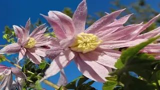 🌺КЛЕМАТИС КНЯЖИК - княжики сорта 'Маркхэмс Пинк' - Clematis 'Markhams Pink' Клематис TV