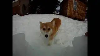 Corgi snow tunnel?