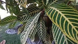 Zebra plant 🦓 puring tengkorak