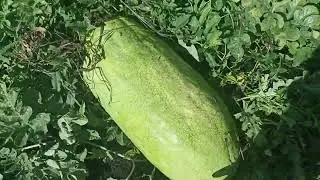 наши арбузы