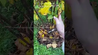 Осенью гортензии требуют минимум ухода! #сад #дача #garden  #гортензияметельчатая #обрезкагортензии