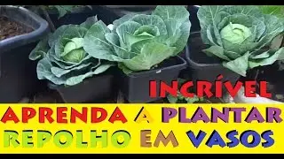 Como Plantar Repolho em Vasos! (processo completo)