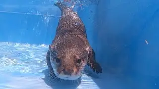 夏だ！プール解禁ではしゃぐカワウソ！ Summer! An otter gets excited at the lifting of the pool ban!