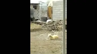 Собачий бой