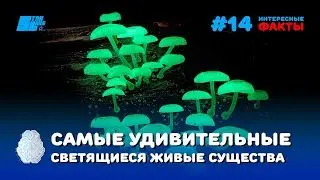 The most amazing glowing living creatures