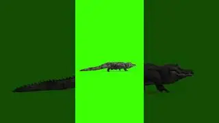 Crocodile Walking Green Screen Video | Free 4K Shorts Overlay | Wildlife VFX 