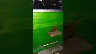 27.07.24г._20.40_"Ночные" пчёлы - целый день сидят, работая токо после захода солнца🌻🌻🌻🌻🌻🌻🌻🌻🌻🌻🌻🌻🌻🌻🌻