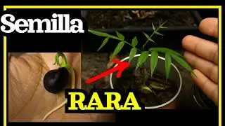 🛁Como Germina semillas de JABONCILLO (Sapindus saponaria)🛁